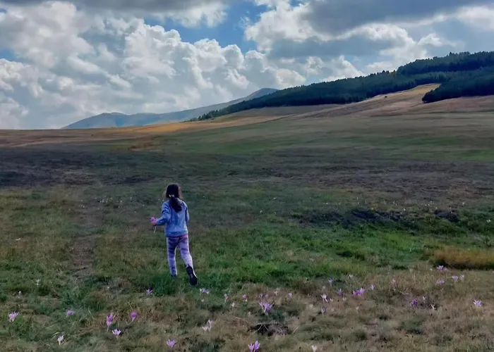 Apartment Golden Pine